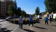 Trashumancia en Soria 2022. /SN
