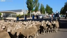 Trashumancia en Soria 2022. /SN