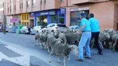 Trashumancia en Soria 2022. /SN