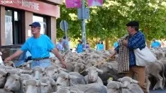 Trashumancia en Soria 2022. /SN