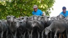 Trashumancia en Soria 2022. /SN