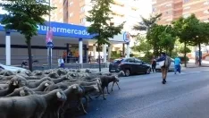 Trashumancia en Soria 2022. /SN