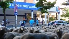 Trashumancia en Soria 2022. /SN