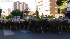 Trashumancia en Soria 2022. /SN