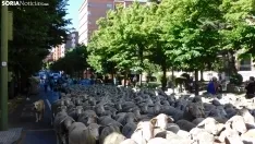 Trashumancia en Soria 2022. /SN