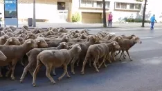 Trashumancia en Soria 2022. /SN