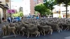 Trashumancia en Soria 2022. /SN