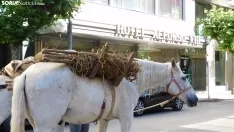 Trashumancia en Soria 2022. /SN