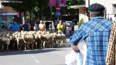 Trashumancia en Soria 2022. /SN