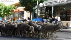 Trashumancia en Soria 2022. /SN