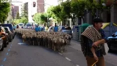 Trashumancia en Soria 2022. /SN