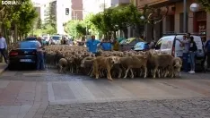 Trashumancia en Soria 2022. /SN