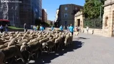 Trashumancia en Soria 2022. /SN