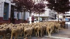 Trashumancia en Soria 2022. /SN