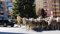 Trashumancia en Soria 2022. /SN