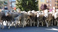 Trashumancia en Soria 2022. /SN