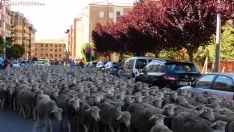 Trashumancia en Soria 2022. /SN