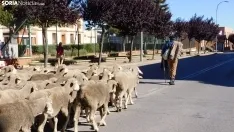 Trashumancia en Soria 2022. /SN