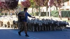 Trashumancia en Soria 2022. /SN