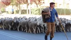 Trashumancia en Soria 2022. /SN