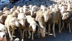 Trashumancia en Soria 2022. /SN