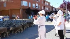 Trashumancia en Soria 2022. /SN