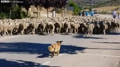 Trashumancia en Soria 2022. /SN