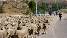 Trashumancia en Soria 2022. /SN