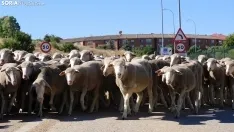 Trashumancia en Soria 2022. /SN