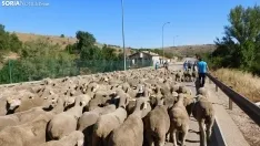 Trashumancia en Soria 2022. /SN