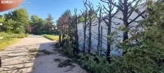 Consecuencias del incendio en la Dehesa. 