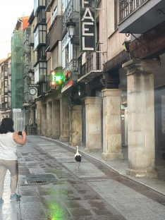 Foto 3 - Soria | La madrugadora cigüeña que pasea por el Collado para refrescarse