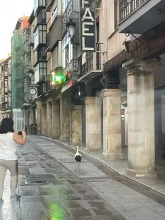 Foto 3 - Soria | La madrugadora cig&uuml;e&ntilde;a que pasea por el Collado para refrescarse
