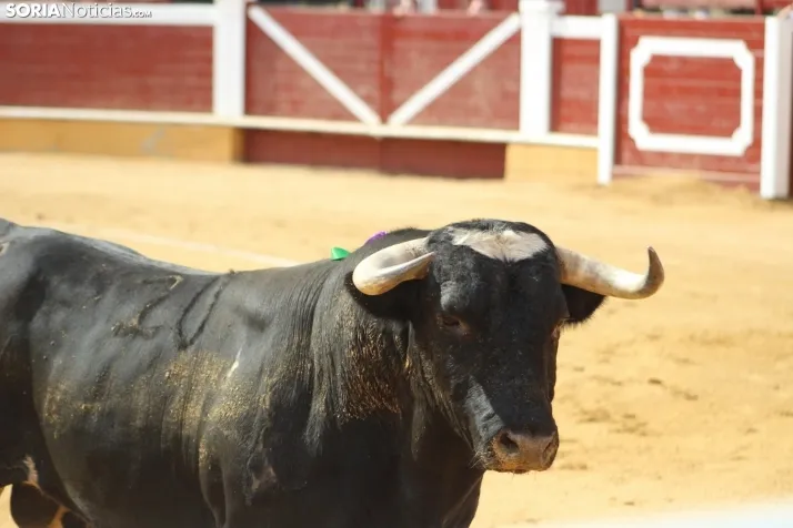 Im&aacute;genes de la corrida del S&aacute;bado Ag&eacute;s