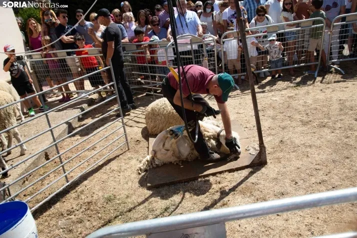 Galería: Feria Tradicional de Almarza