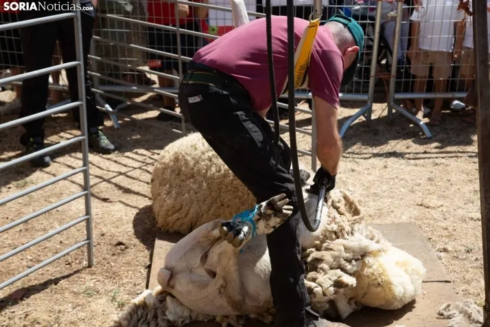 Galería: Feria Tradicional de Almarza