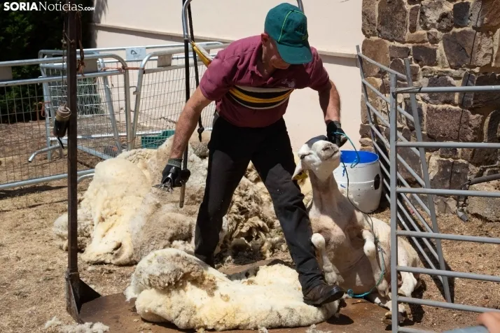 Galería: Feria Tradicional de Almarza
