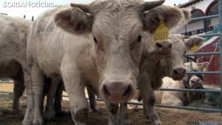 Sigue abierto el plazo de ayudas para proyectos de inversión del Plan de impulso de la agricultura y la ganadería y bioseguridad