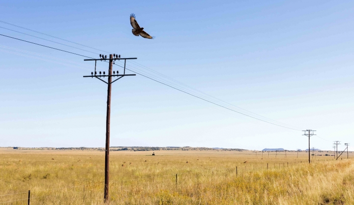 La CHD invertirá en Soria para evitar la mortalidad de aves en tendidos eléctricos