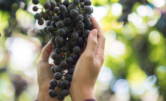 En 2023 llegarán a Castilla y León 13,3 M€ en ayudas a la vitivinicultura