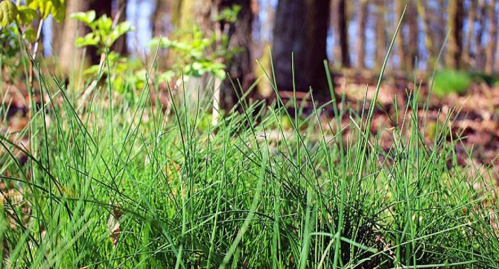 766.000 &euro; para la regeneración forestal de las comarcas de Almazán y Bayubas de Abajo