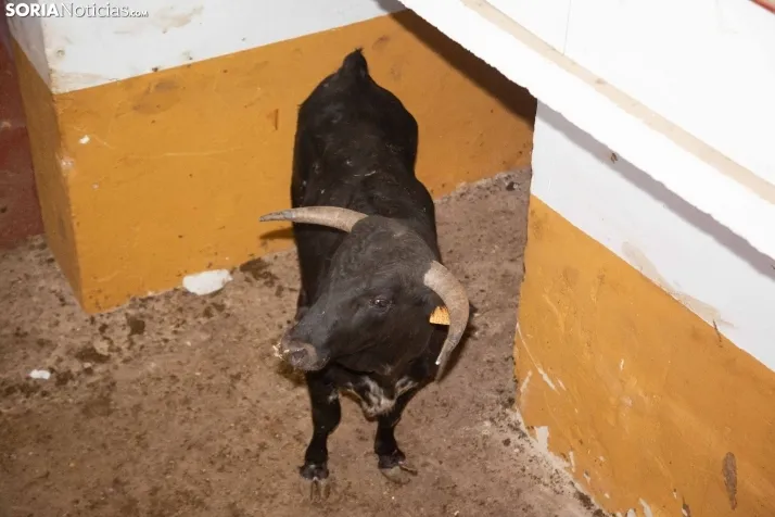 Matinal del Viernes de Toros en San Benito