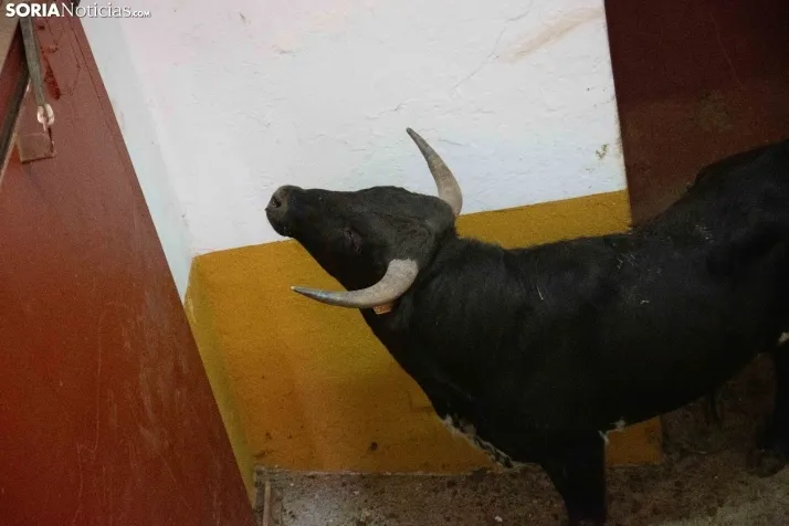 Matinal del Viernes de Toros en San Benito