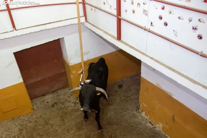 Matinal del Viernes de Toros en San Benito