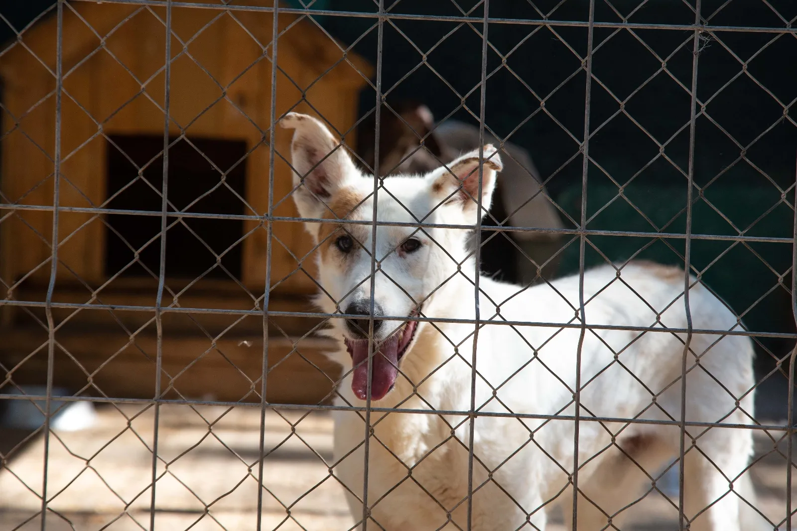 Foto 9 - Fotos y video: Un amor que hay que vivir para entender