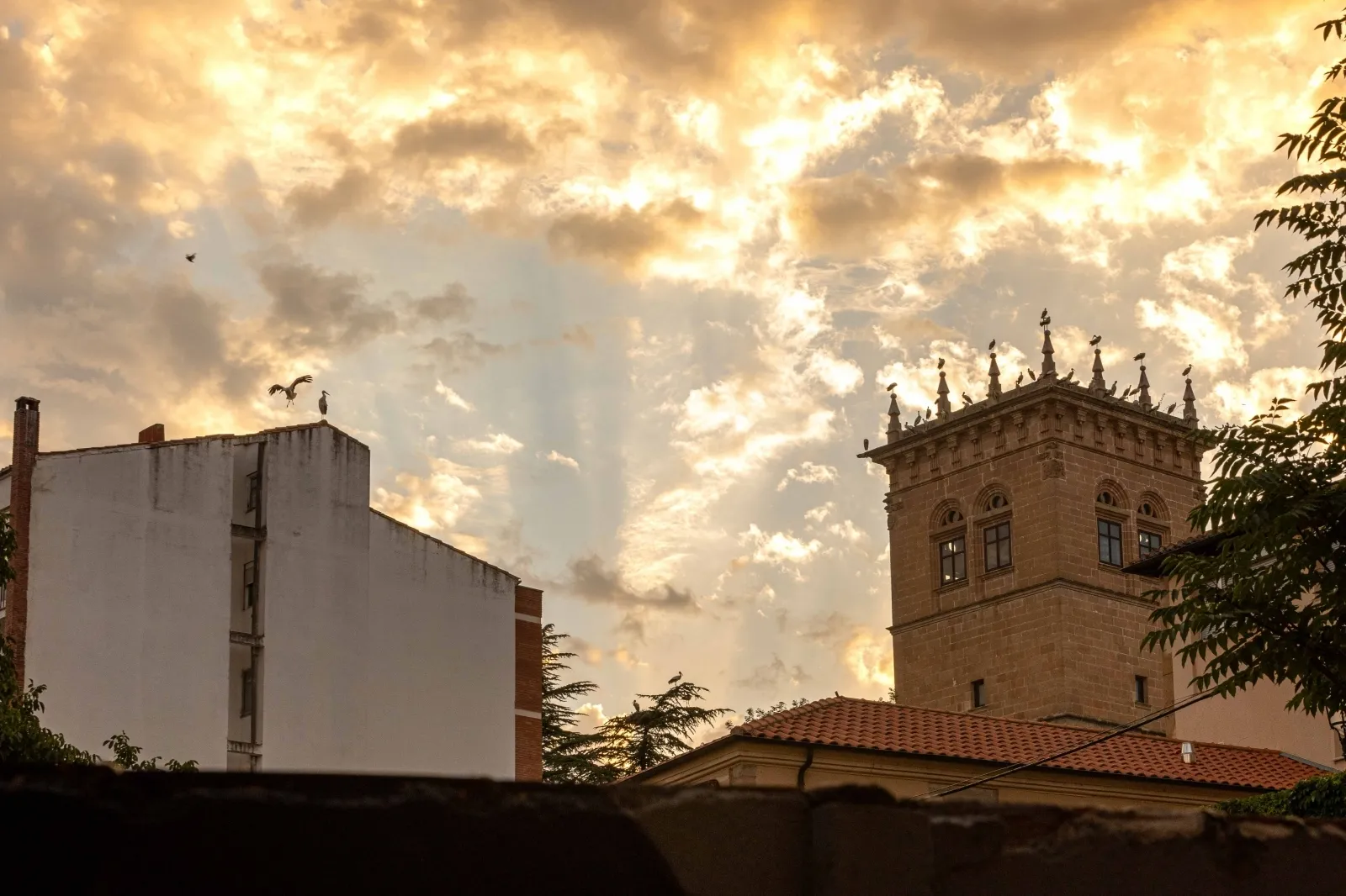 Las cigüeñas toman los cielos de Soria. Viksar Fotografía
