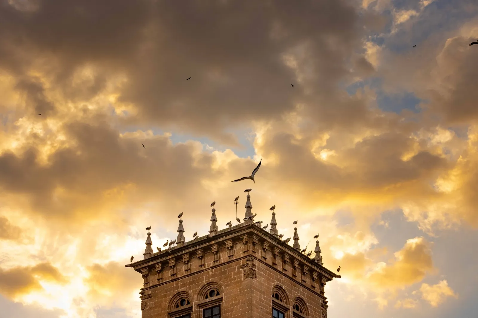 Las cigüeñas toman los cielos de Soria. Viksar Fotografía