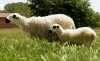 Una oveja ojalada soriana con su cordero. 