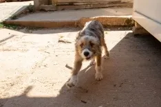Foto 4 - Fotos y video: Un amor que hay que vivir para entender