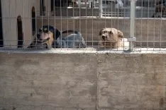 Foto 3 - Fotos y video: Un amor que hay que vivir para entender